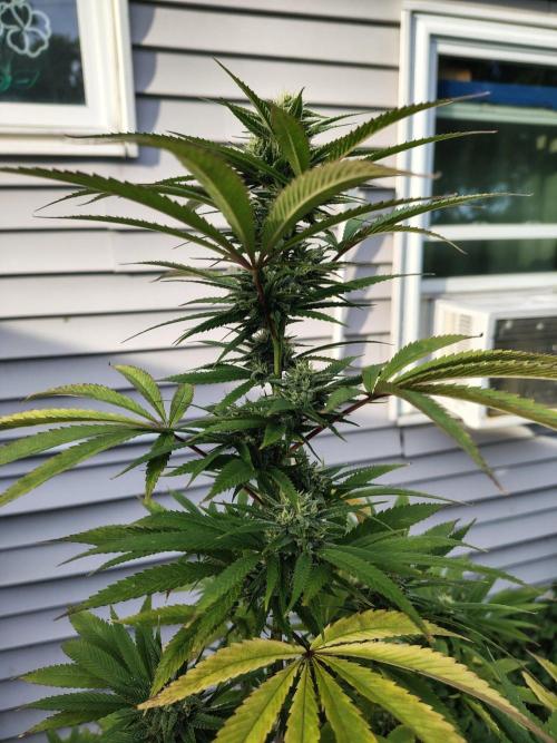 3 outdoors, mutant auto included!. Week 18 - Garlic fever cola
