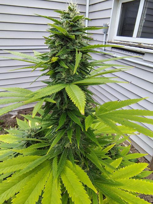 3 outdoors, mutant auto included!. Week 18 - Cola of dark passenger