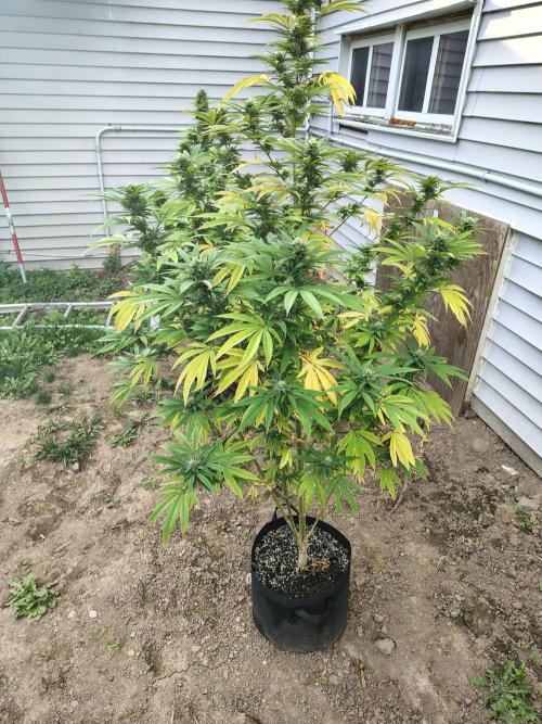 3 outdoors, mutant auto included!. Week 18 - Garlic fever