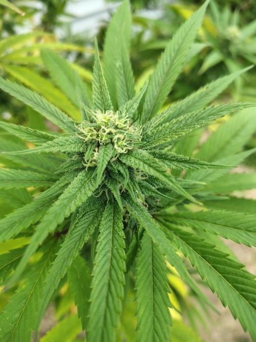 3 outdoors, mutant auto included!. Week 18 - Garlic side nug