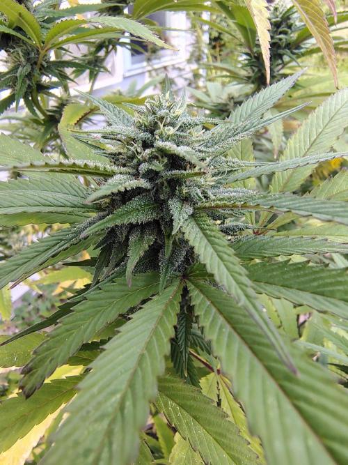 3 outdoors, mutant auto included!. Week 18
