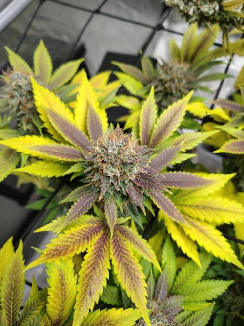 Royal Queen Seeds - O.G. Kush by GracelessGardens