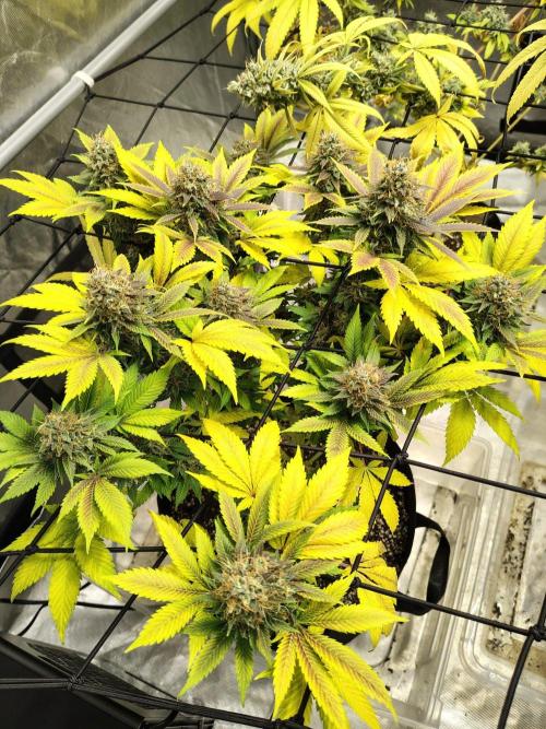 4 plant indoor. Week 18 - Blood diamond