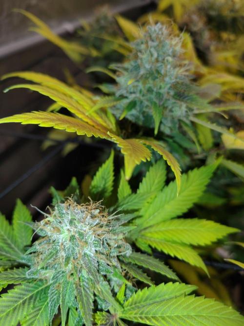 4 plant indoor. Week 18