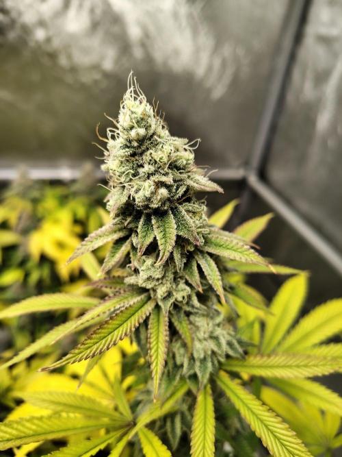 4 plant indoor. Week 18