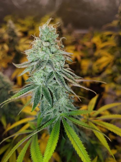 4 plant indoor. Week 18