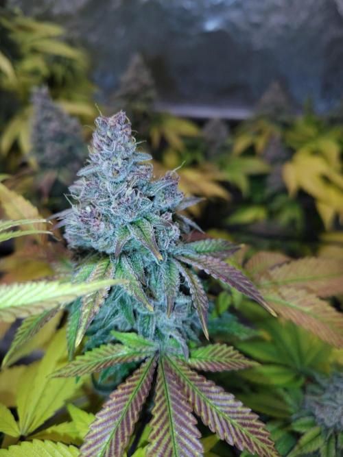 4 plant indoor. Week 18