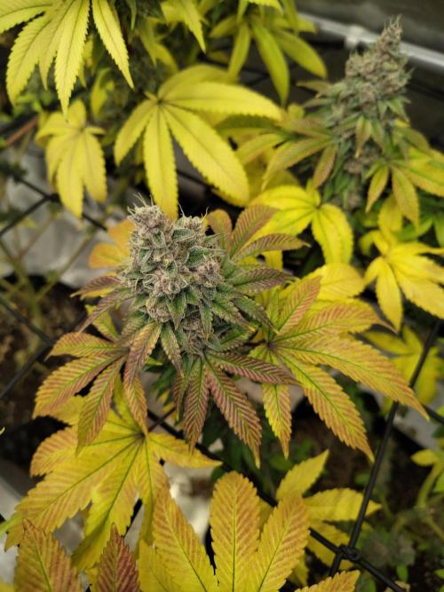 4 plant indoor. Week 18 - Turning point