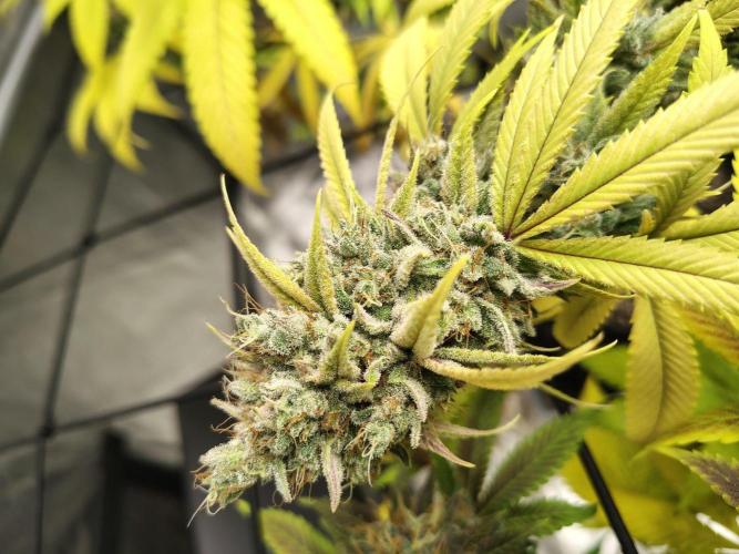 4 plant indoor. Week 18 - Dark passenger