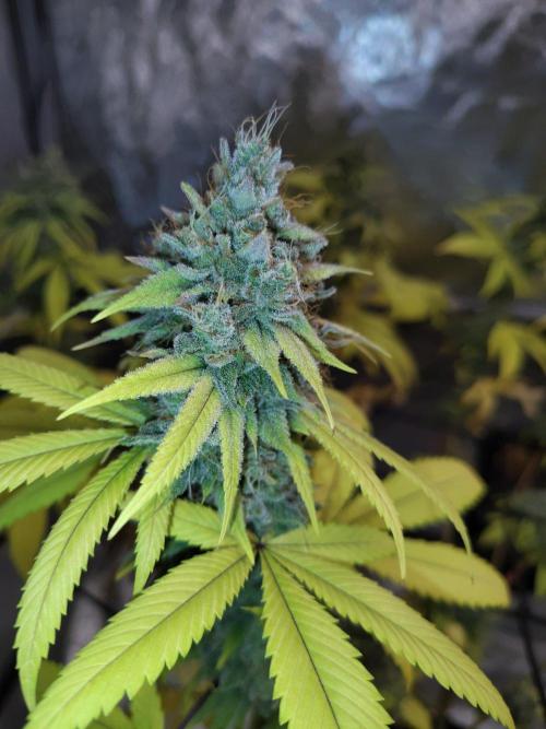 4 plant indoor. Week 18
