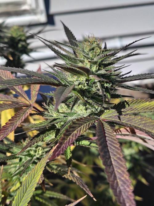 3 outdoors, mutant auto included!. Week 19 - Side nug
