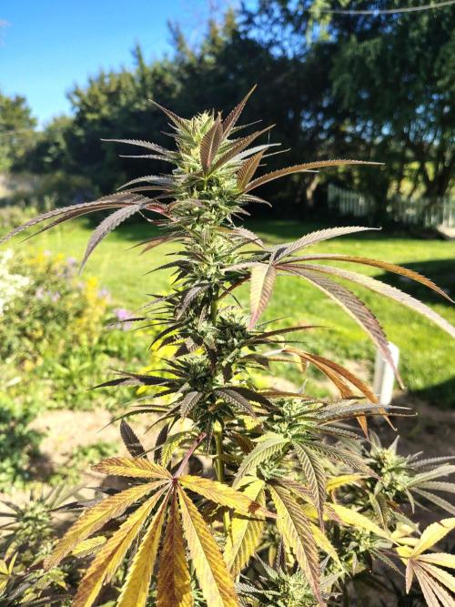 3 outdoors, mutant auto included!. Week 19 - Cola