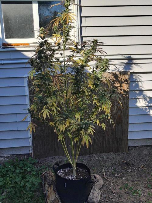 3 outdoors, mutant auto included!. Week 19 - Garlic Fever