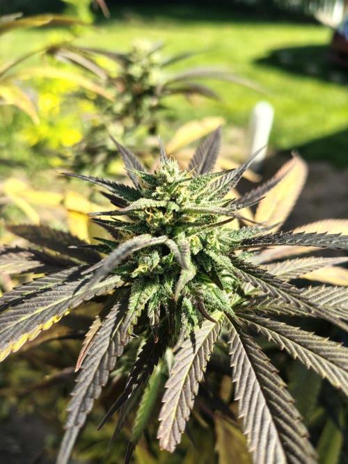 3 outdoors, mutant auto included!. Week 19