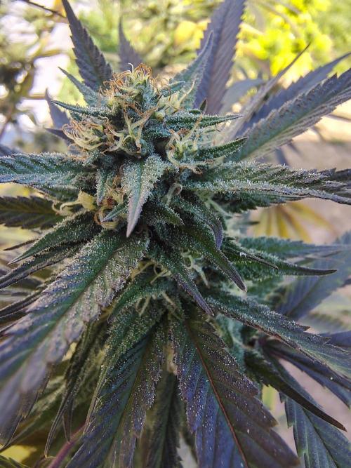 3 outdoors, mutant auto included!. Week 19
