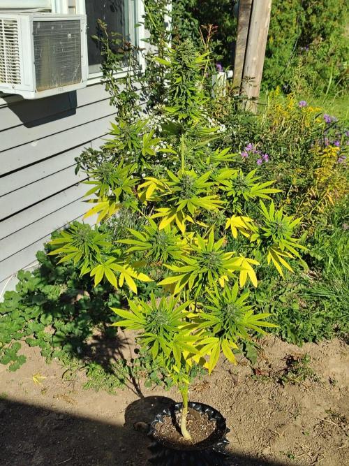 3 outdoors, mutant auto included!. Week 19 - Dark passenger lost 2c ranches to wind this week