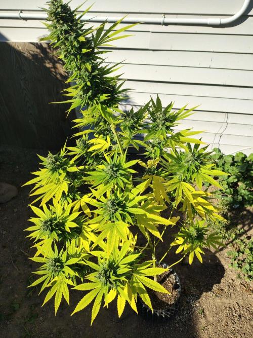 3 outdoors, mutant auto included!. Week 19
