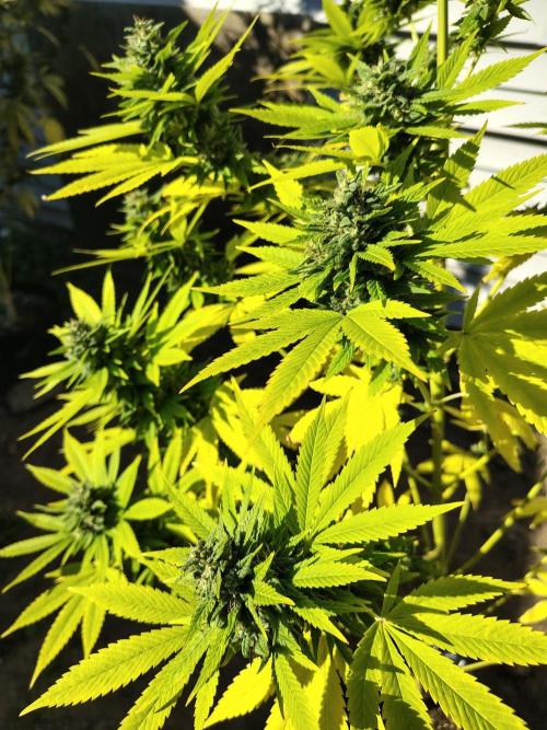3 outdoors, mutant auto included!. Week 19