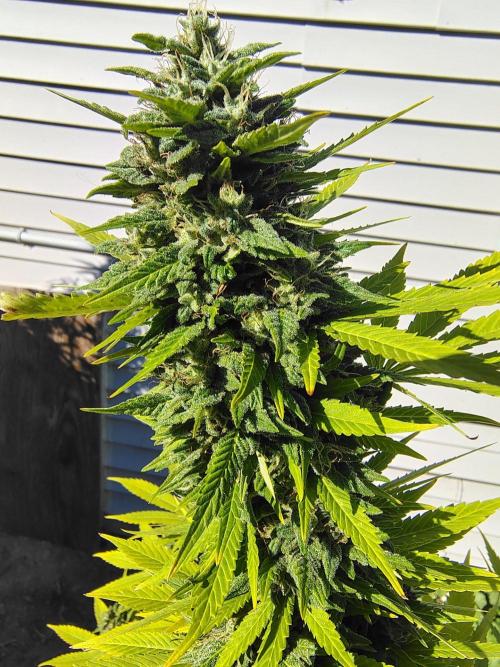 3 outdoors, mutant auto included!. Week 19 - Thick cola on the passenger