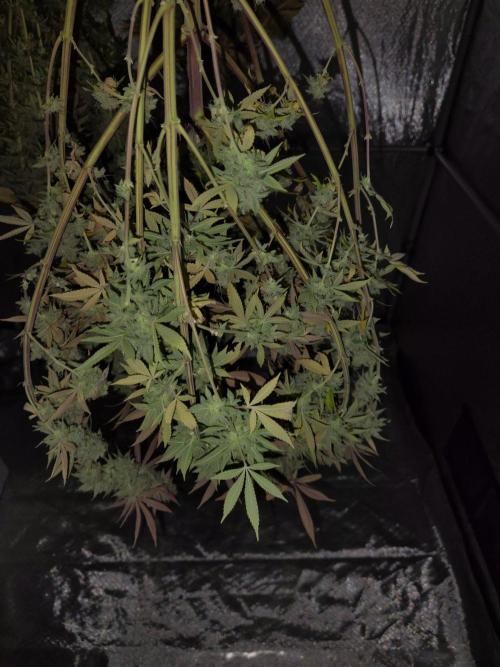 4 plant indoor. Week 19