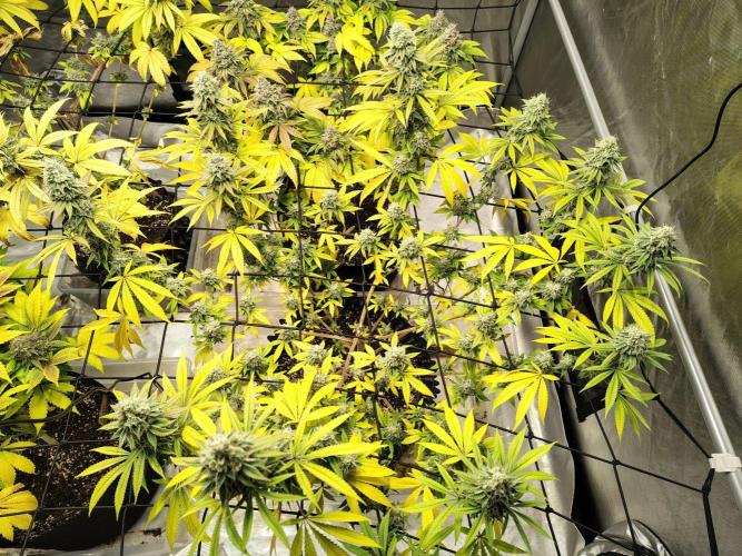 4 plant indoor. Week 19