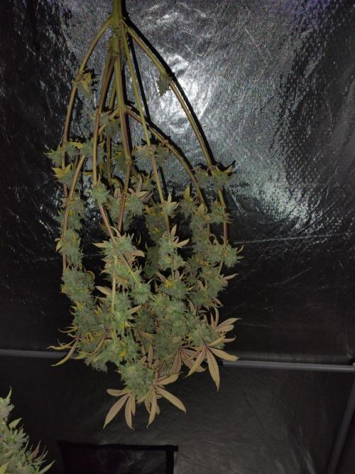4 plant indoor. Week 19