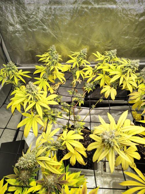 4 plant indoor. Week 19