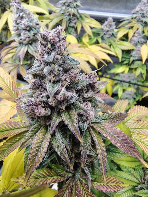 4 plant indoor. Week 19