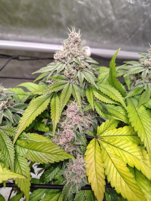 4 plant indoor. Week 19
