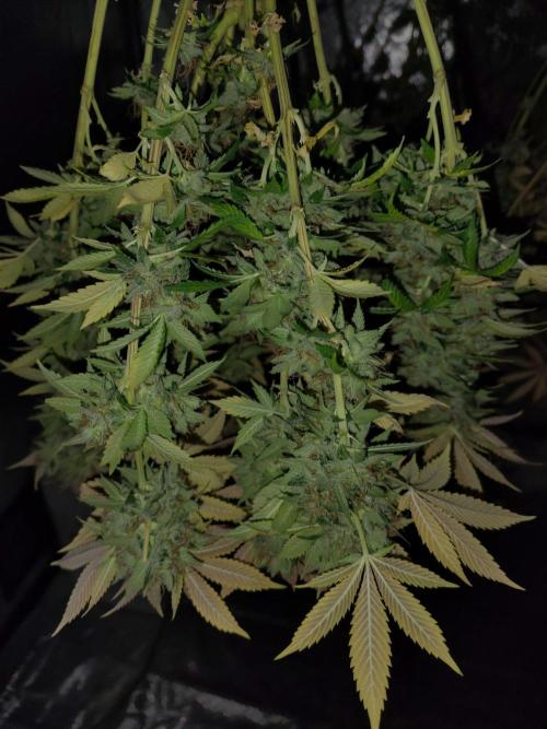 4 plant indoor. Week 19