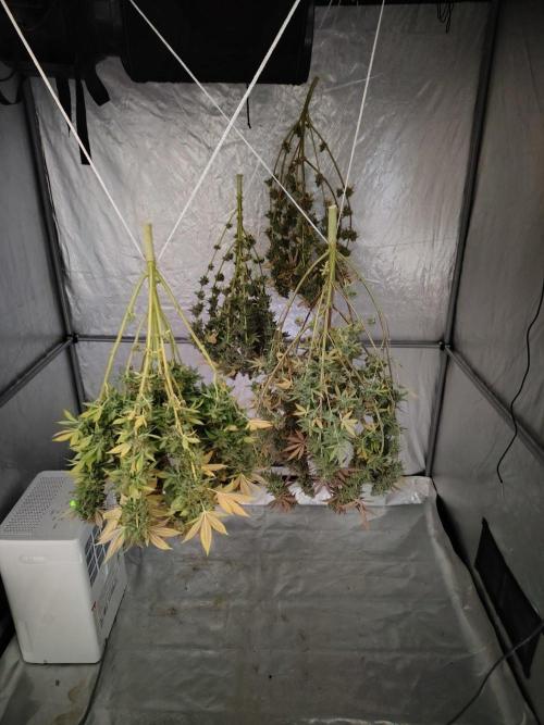 4 plant indoor. Week 19