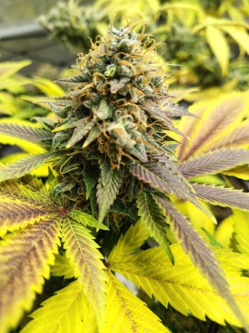 4 plant indoor. Week 19