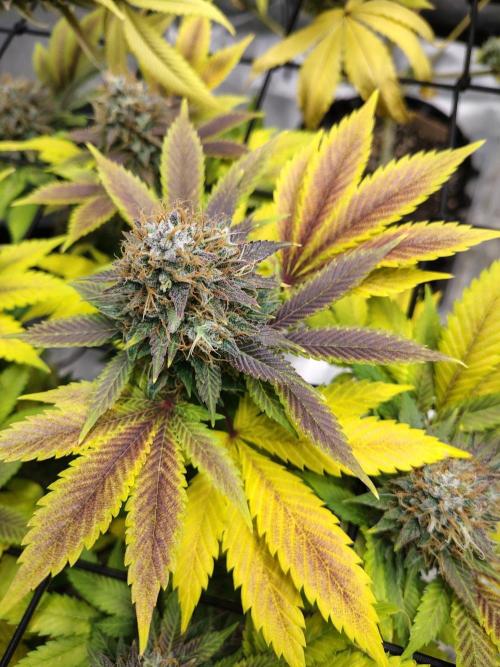 4 plant indoor. Week 19
