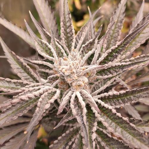 Zdendovo 100K. Week 9 - 😄