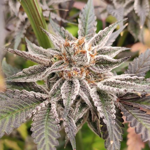 Zdendovo 100K. Week 9