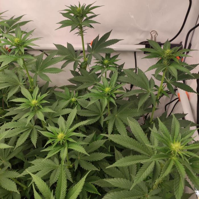 Lemon. Week 9 - Trochu se to vytáhlo , ale vše ok..