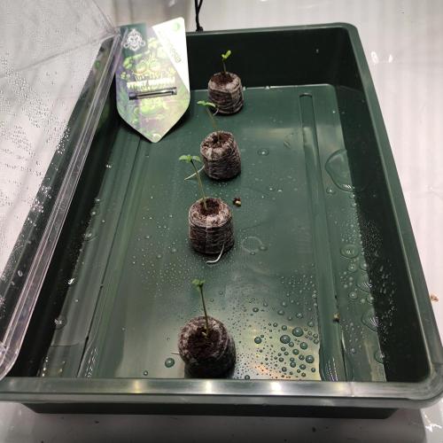 Lepkavá brokolice. Week 0 - Tak čtyři že čtyř.
Žádný problém.
Rychlé 👍🏻