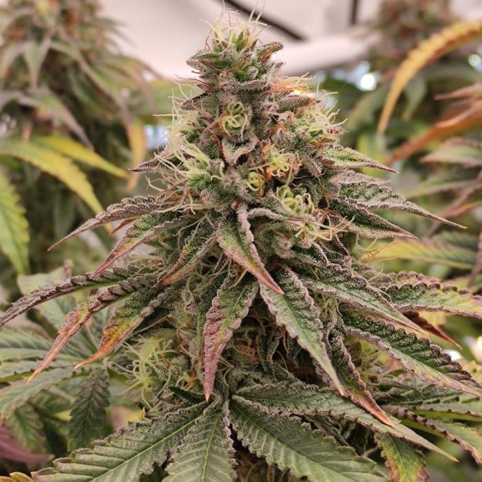 Sklizeň. Week 8 - Lazar Fuel..
Moc příjemný kouř..
Žádný stres 👍🏻