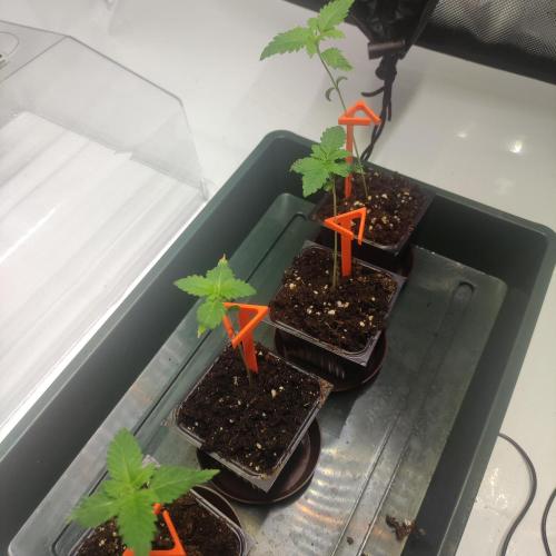 Lepkavá brokolice. Week 1