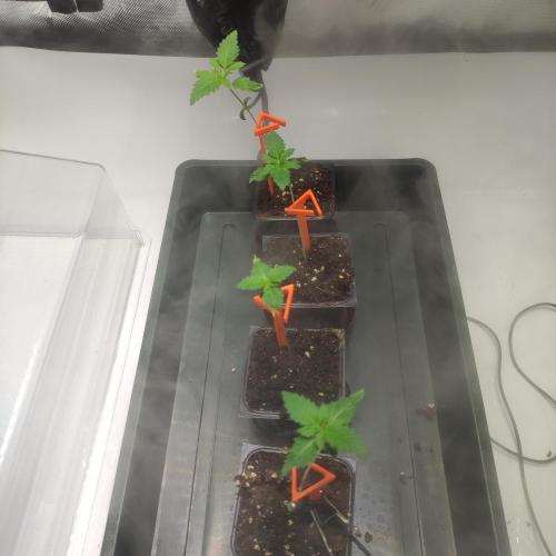 Lepkavá brokolice. Week 1