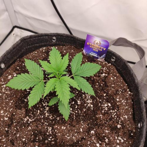 Lepkavá brokolice. Week 2