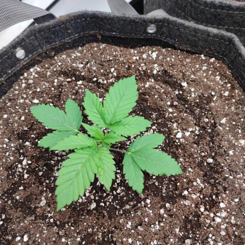 Lepkavá brokolice. Week 2