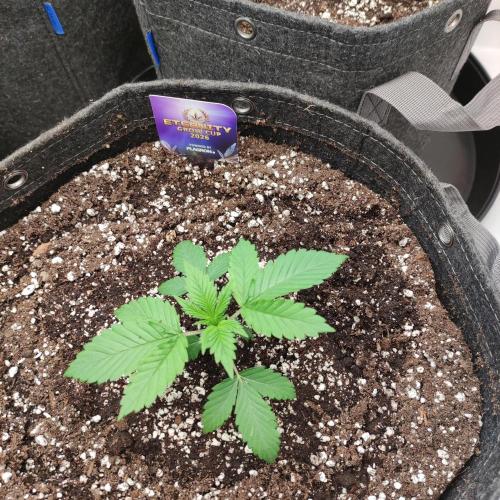 Lepkavá brokolice. Week 2