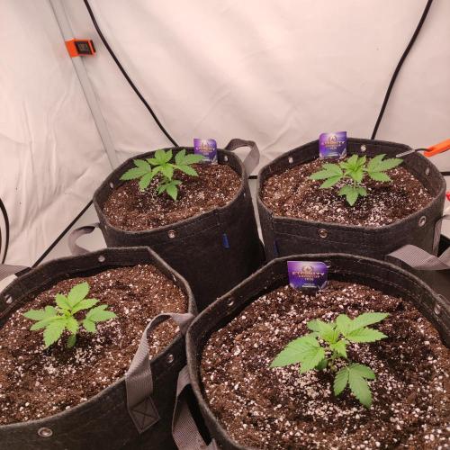 Lepkavá brokolice. Week 2