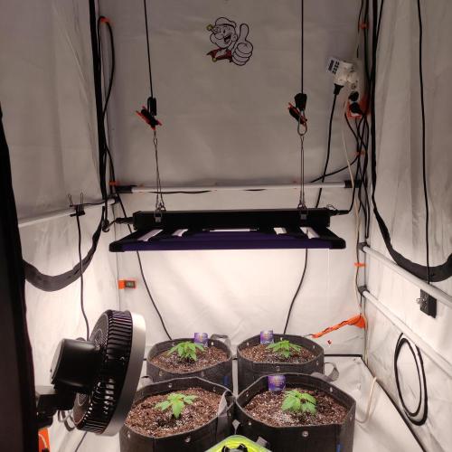 Lepkavá brokolice. Week 2