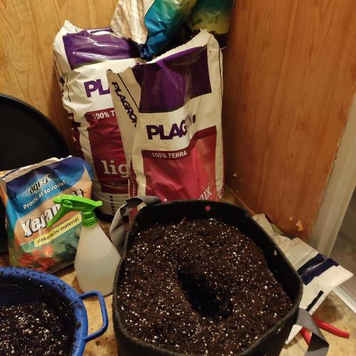 Lepkavá brokolice. Week 2