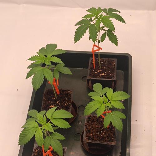 Lepkavá brokolice. Week 2