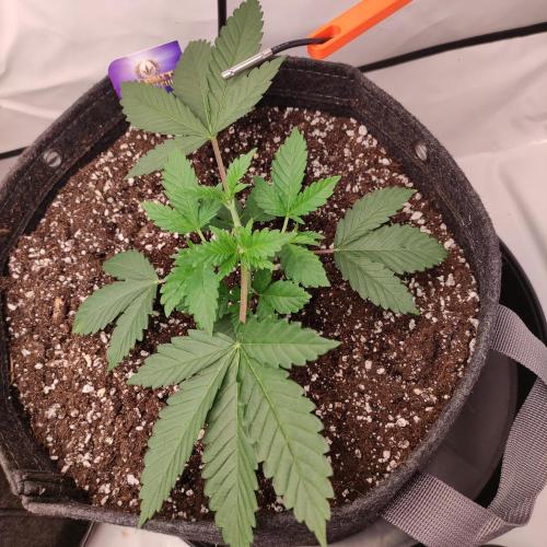 Lepkavá brokolice. Week 3