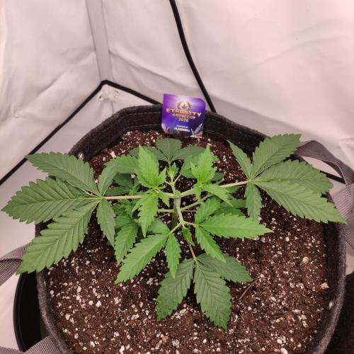 Lepkavá brokolice. Week 3