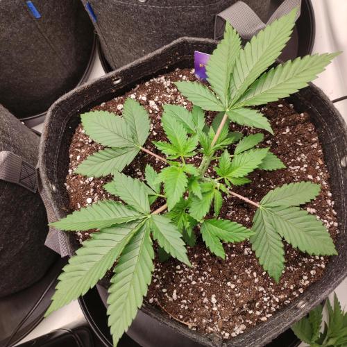 Lepkavá brokolice. Week 3